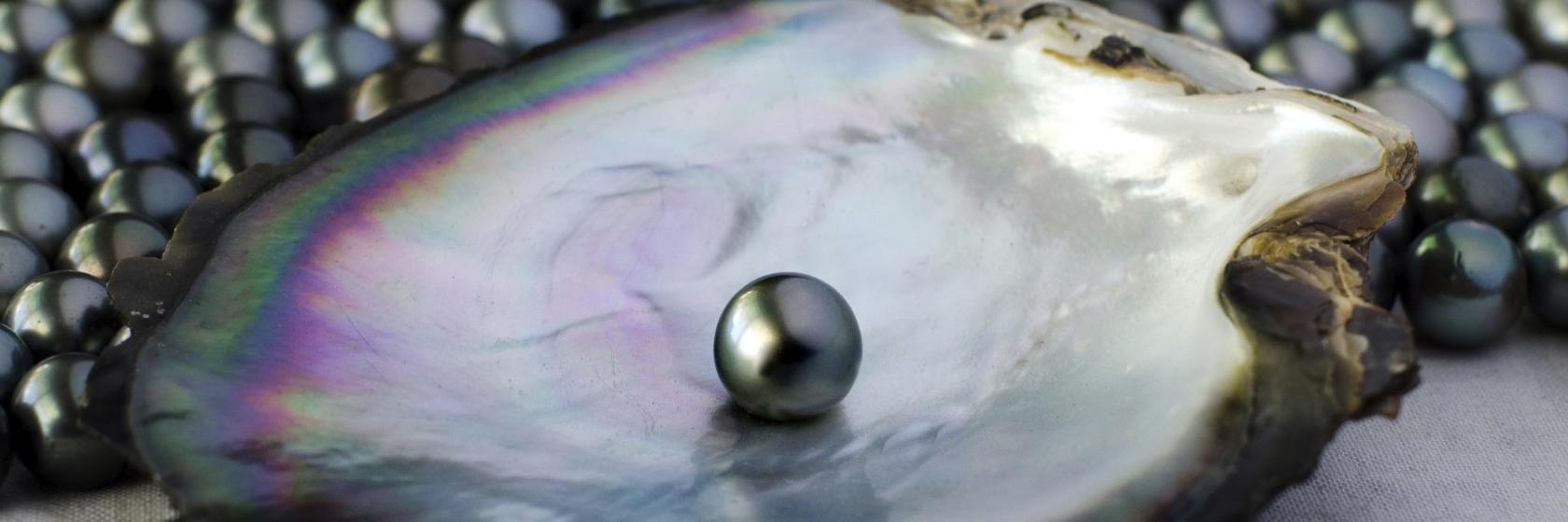 Cơ sở Nuôi cấy Ngọc trai Phú Quốc